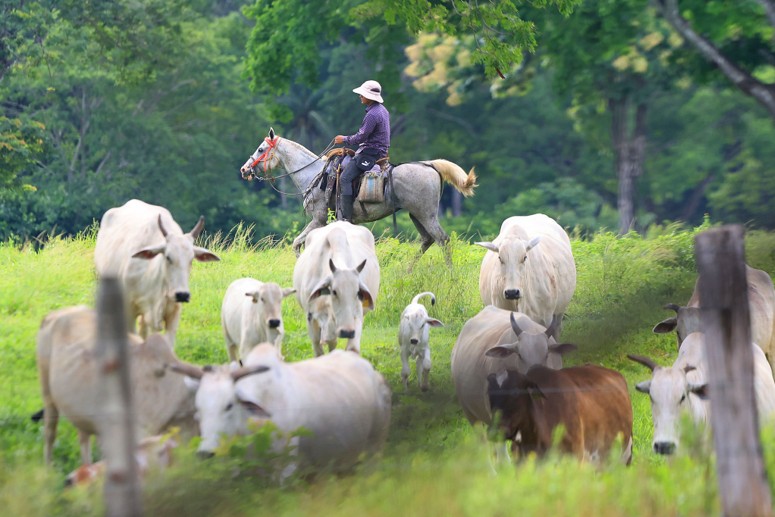 Histoire des chevaux Costa Rica